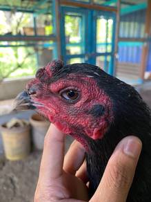 ayam ratu supergreen