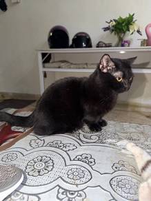 Male Black BSH Munchkin