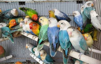 Burung lovebird fischer #nuricinta