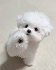 T3763 Squishable Bichon super cute fluffy white co