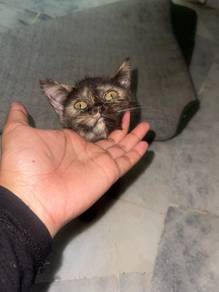 BSH Kitten (tortie)