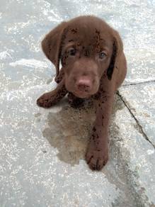 Quality Champion BigBone n Head labrador Retriever