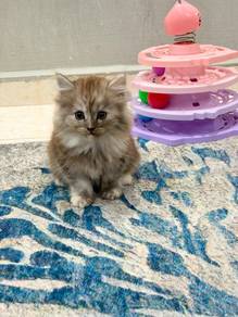 Kitten mix British long hair