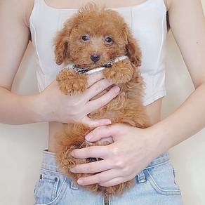 Poodle