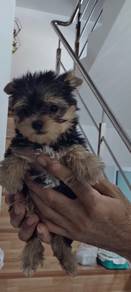Yorkshire puppy