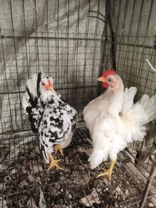 ayam serama muda