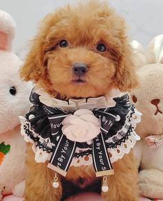 Poodle