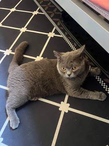 British Shorthair Male