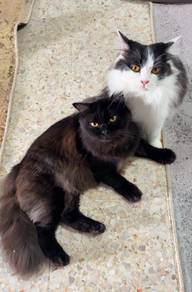 DLH cat for free