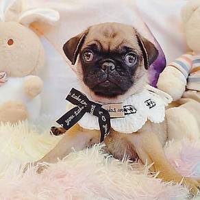Pug