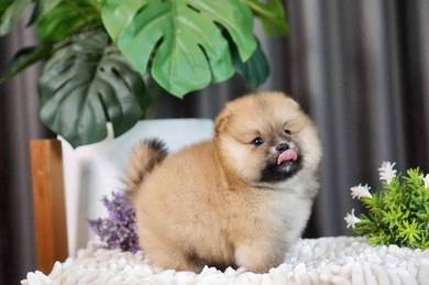 mini pom-