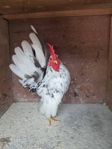 Ayam serama