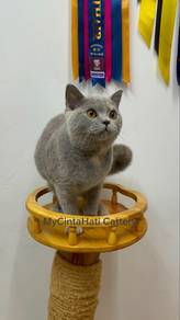 BSH British Shorthair Blue Cream