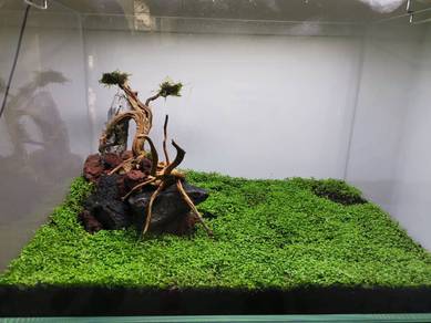Akuarium aquarium crystal clear (cc) aquascape
