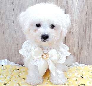 Bichon