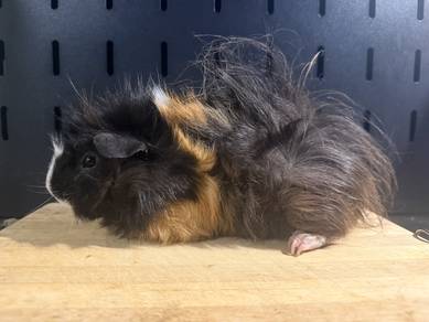 Guinea pig, male Sheba.