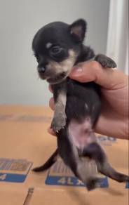 Chiwawa