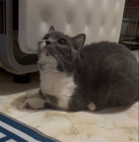 BSH Bicolor Blue Female