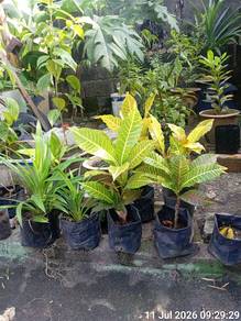 pokok pandan dan puding 