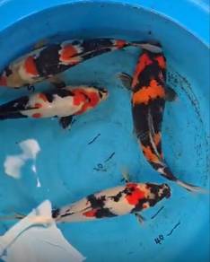 Japanese Import Koi Showa 40 50cm