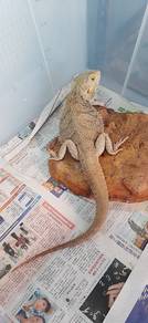 Bearded Dragon 