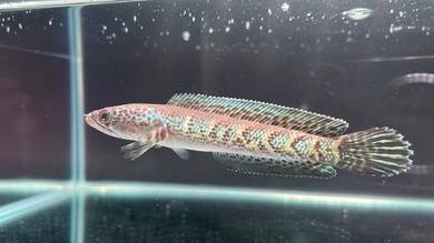Ikan Channa fish Auranti Cobra 4.5 inci (ACS-22)