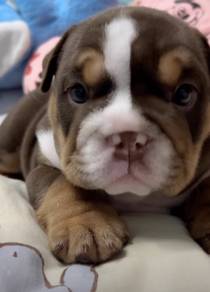 ENGLISH BULLDOG PUPPIES EB389 🐻 BullDog Available