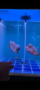 Kamfa flowerhorn