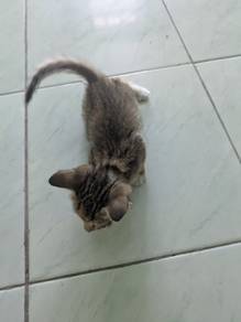 kucing tabby