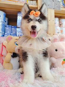 Husky