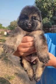 GERMAN SHEPHERD PUPPIES F93 🐻Rehome Male/Female