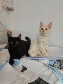 mix mainecoon