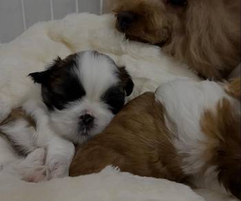 Shihpoo