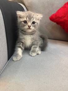 scottish fold tabby blue