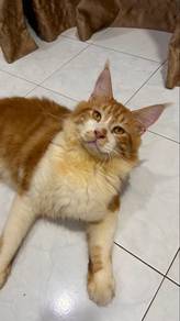 Maine Coon