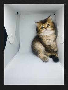British Longhair (BLH) Purebreed Female Kitten