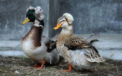 Anak Itik Jambul/Crested