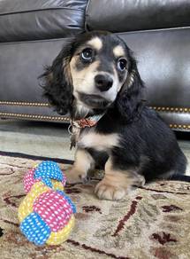 HHHT_T9900 Dachshund long haired black tan