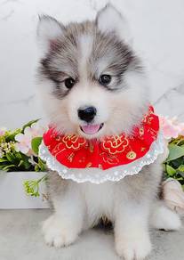 Wooly Husky