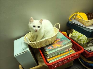 Cat/Kucing (Female Kitten)