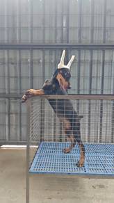 MKA! USA line Doberman puppy female 1307E