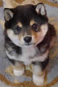 Skittering Shiba Shiba Inu Meme Doge Dog