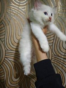 Ragdoll