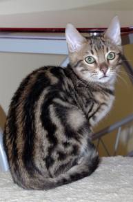 Bengal Marble Kitten