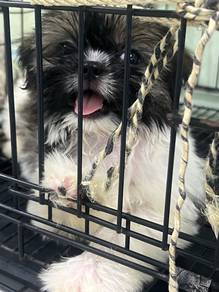 Shih Tzu