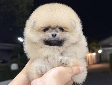 Pomeranian Bear Face Tiny Male Puppy
