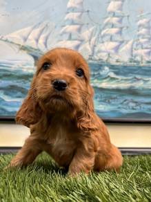 Cocker spaniel b