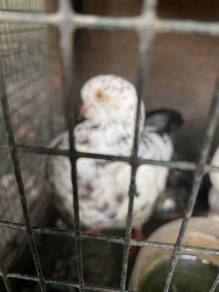 burung merpati showking