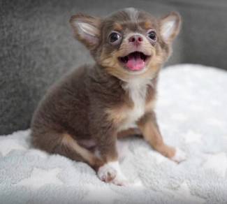 CHIHUAHUA PUPPIES VIP18🌷Head Apple Bonnie Dog
