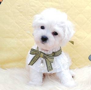 Bichon